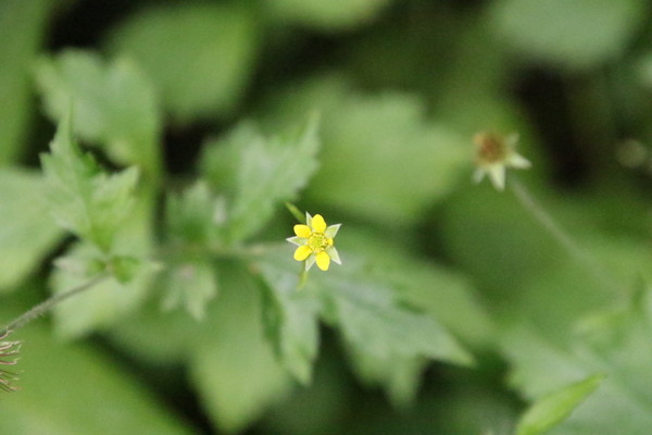 photo of Wood Avens
