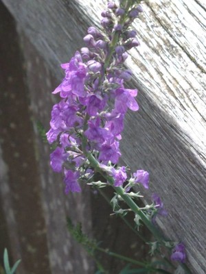 photo of Purple Toadflax