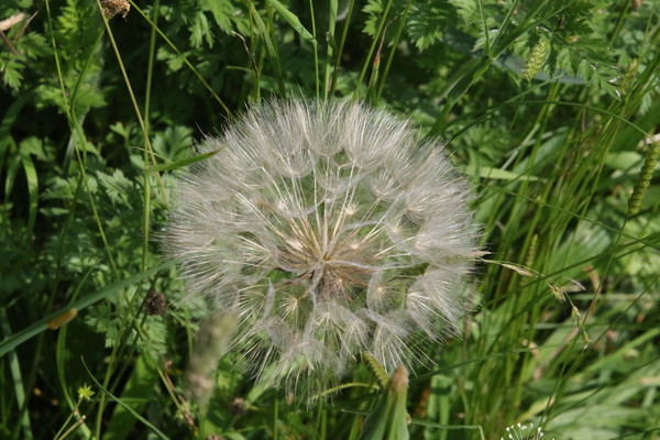 photo of Goat's Beard