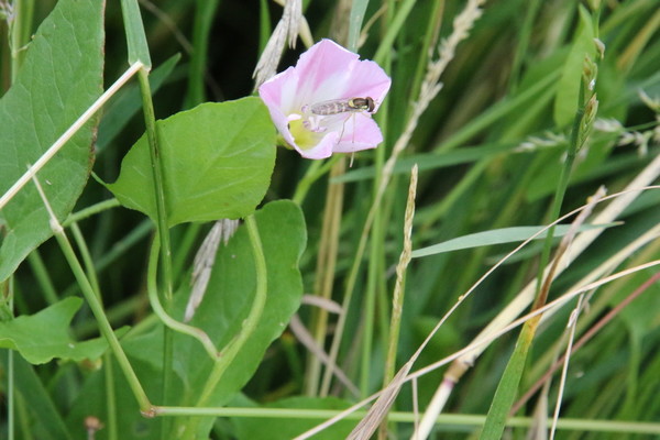 photo of Field Bindweed