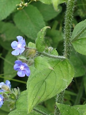 photo of Green Alkanet