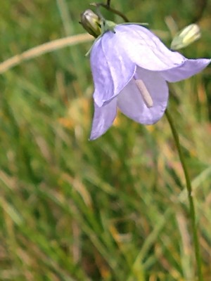 photo of Harebell