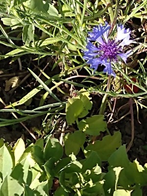 photo of Cornflower