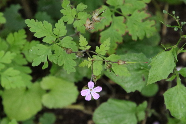 photo of Herb Robert