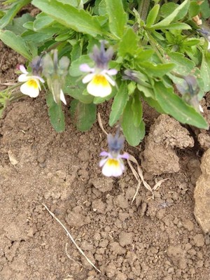 photo of Field Pansy