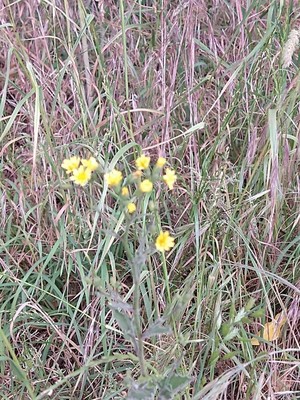 photo of Smooth Hawk's Beard