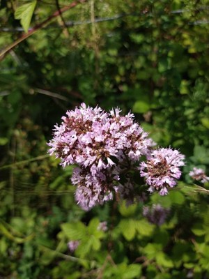 photo of Wild Marjoram