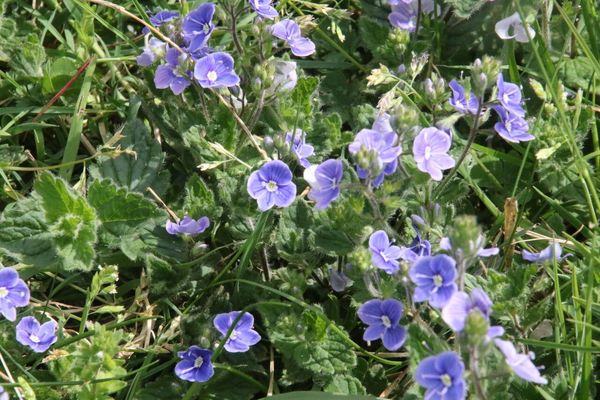 photo of Germander Speedwell
