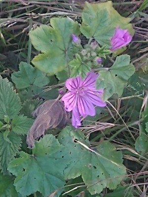 photo of Common Mallow