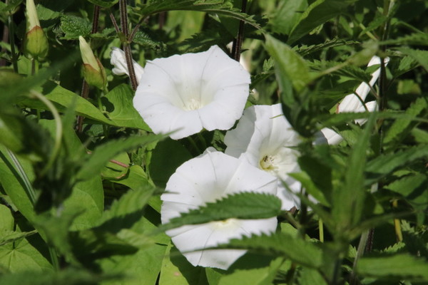photo of Hedge Bindweed