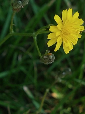 photo of Smooth Hawk's Beard