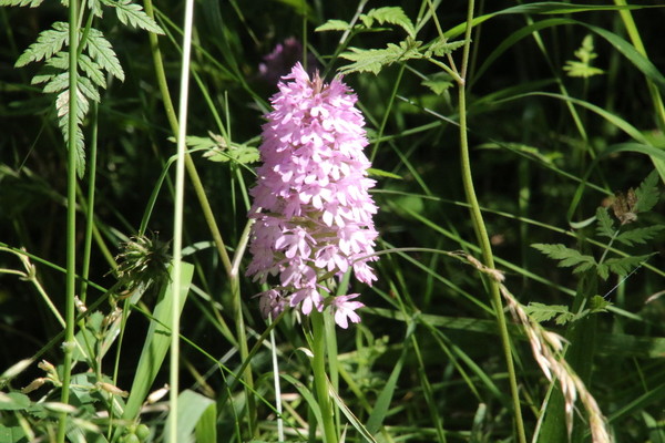photo of Pyramidal Orchid