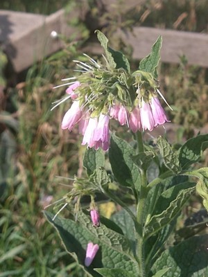 photo of Common Comfrey