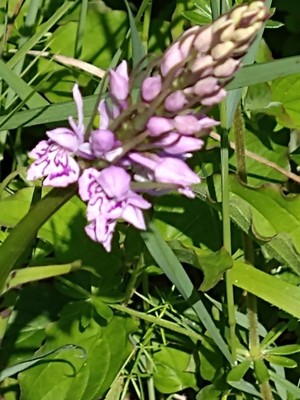 photo of Common Spotted Orchid