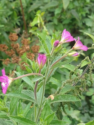 photo of Great Willowherb