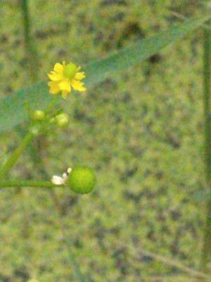 photo of Celery Leaved Buttercup
