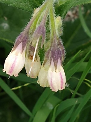photo of Common Comfrey