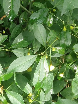photo of Spindle