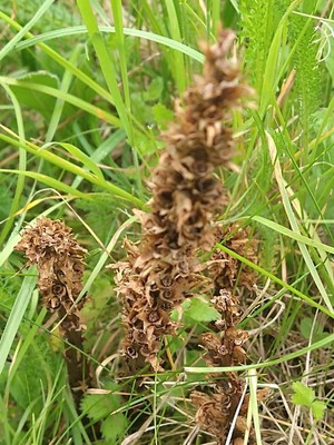 photo of Knapweed Broomrape