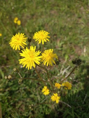 photo of Rough Hawk's Beard
