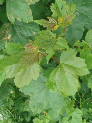 photo of Sycamore