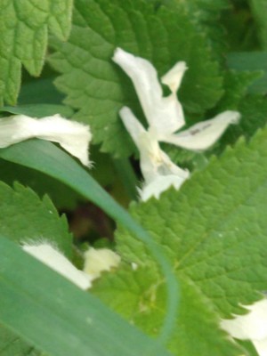 photo of White Dead Nettle