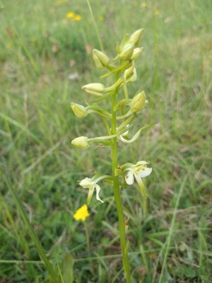 photo of Greater Butterfly Orchid