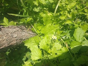 photo of Garlic Mustard