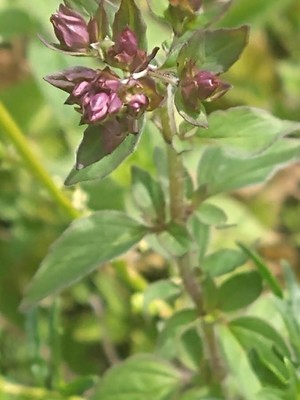 photo of Wild Marjoram