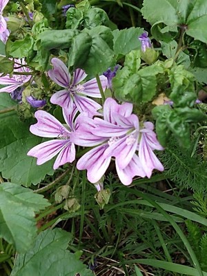 photo of Common Mallow