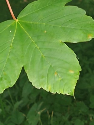 photo of Sycamore