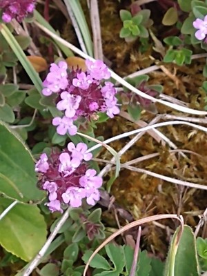 photo of Wild Thyme