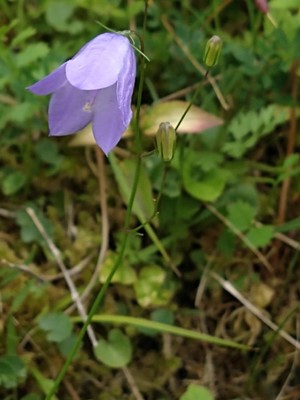 photo of Harebell