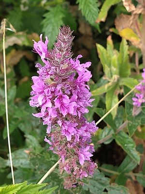 photo of Purple Loosestrife