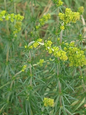 photo of Lady's Bedstraw