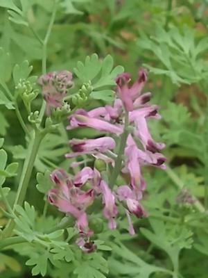 photo of Common Fumitory