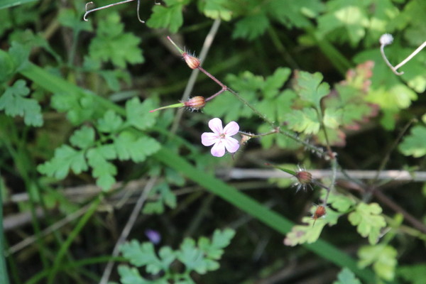 photo of Herb Robert
