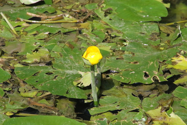 photo of Yellow Water Lily