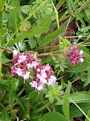 photo of Wild Marjoram