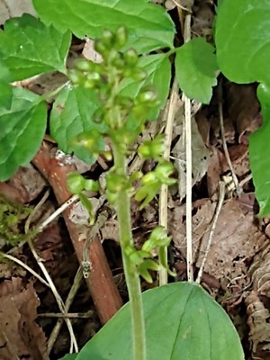 photo of Common Twayblade