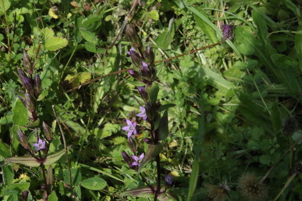 photo of Autumn Gentian