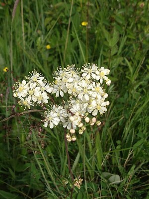 photo of Dropwort