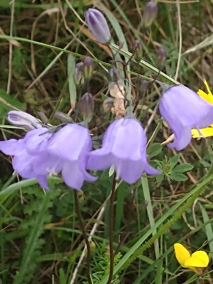 photo of Harebell