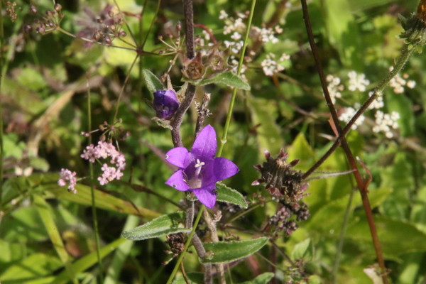 photo of Clustered Bellfower