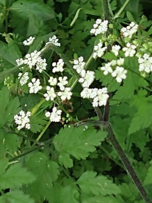 photo of Cow Parsley