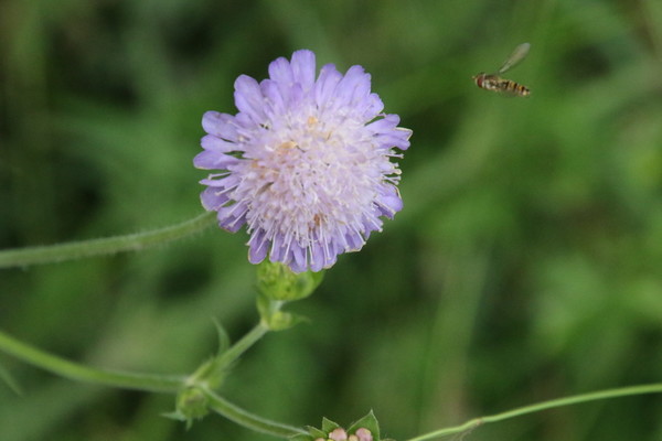 photo of Field Scabious