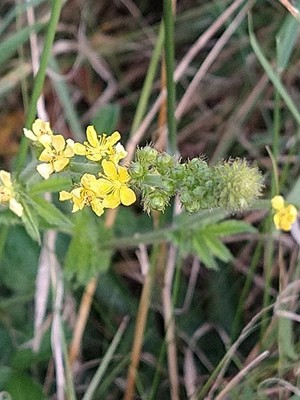 photo of Agrimony