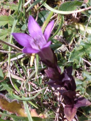 photo of Autumn Gentian