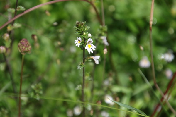 photo of Common Eyebright