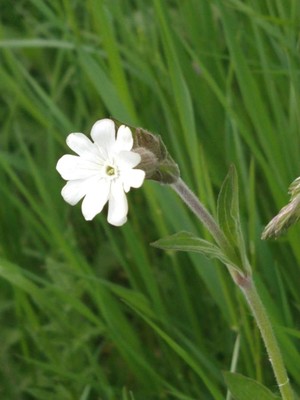 photo of White Campion